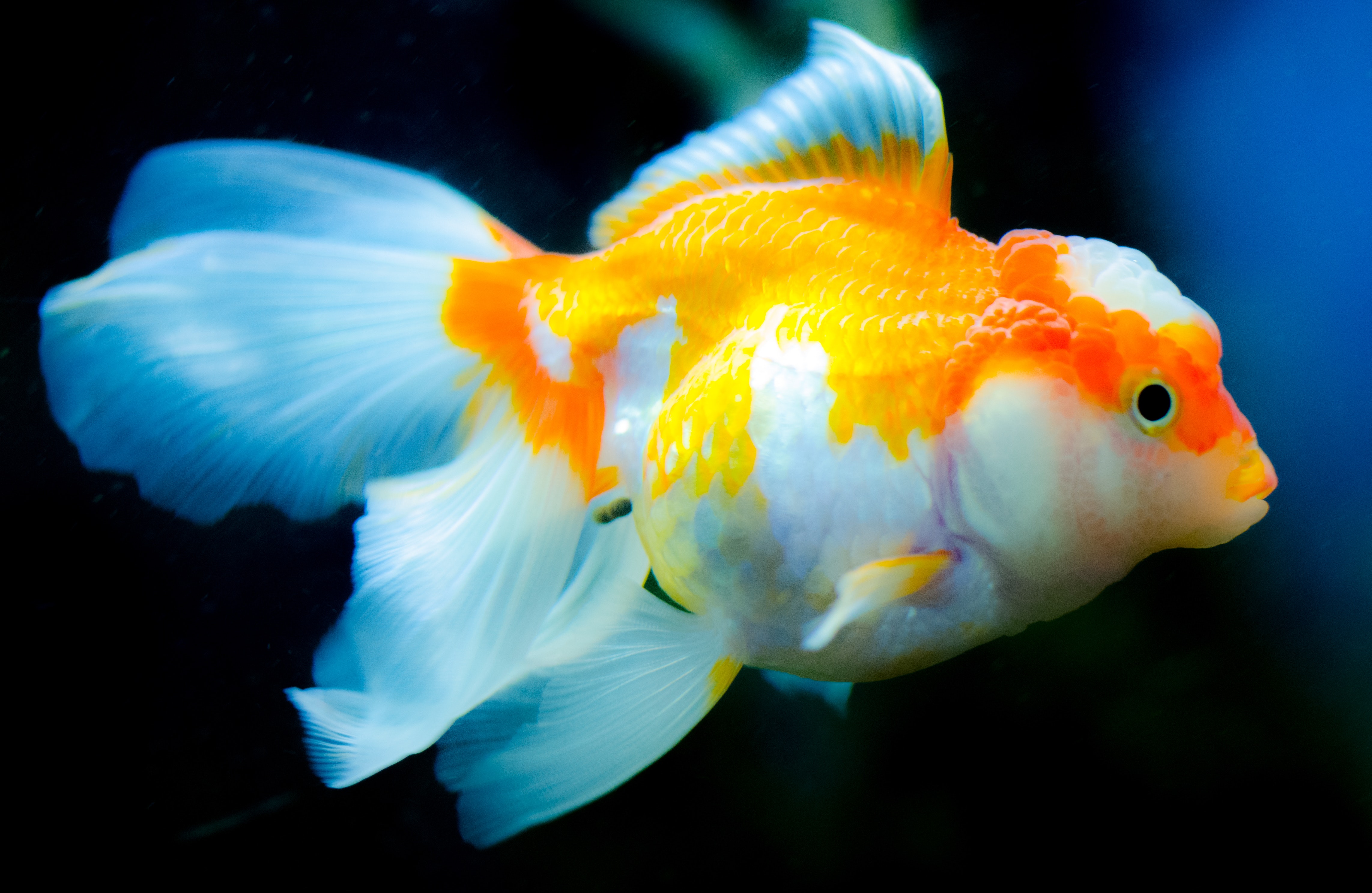 Очень красивые рыбки. Жемчужинка рыбка аквариумная. Карп кои вуалехвост. Вуалехвост Жемчужинка. Золотая рыбка Оранда красная.